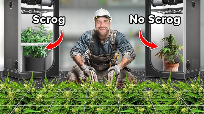Growbox Komplettset LED: Warum du das LED Growbox Komplettset wählen solltest