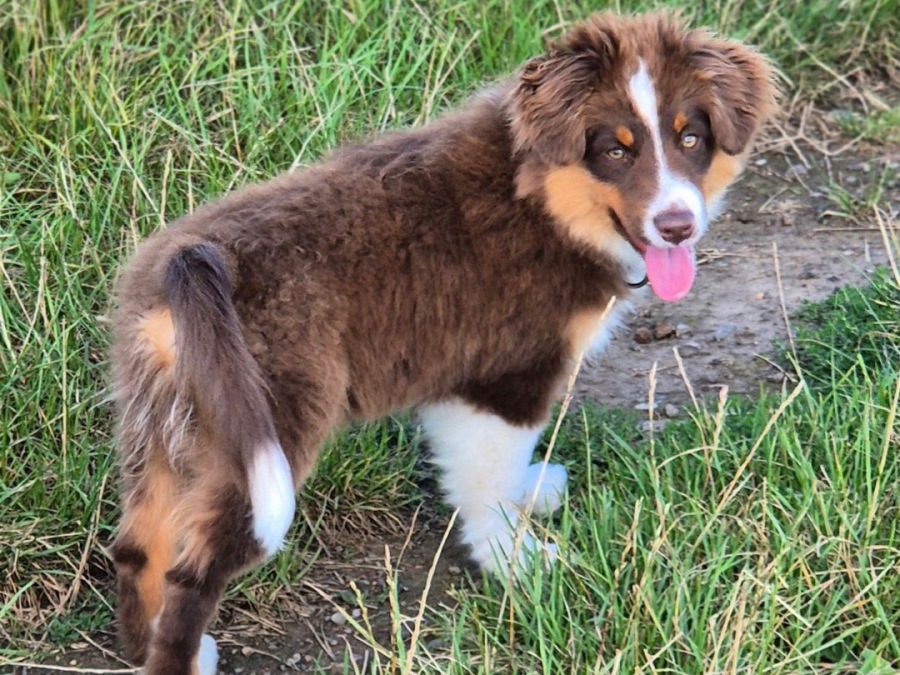 Reinrassige Aussie Welpen als Familienhunde: Chancen und Herausforderungen