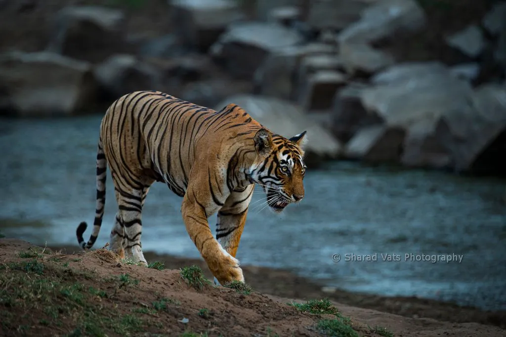 Tiger Safari India: Best National Parks to Spot Royal Bengal Tigers